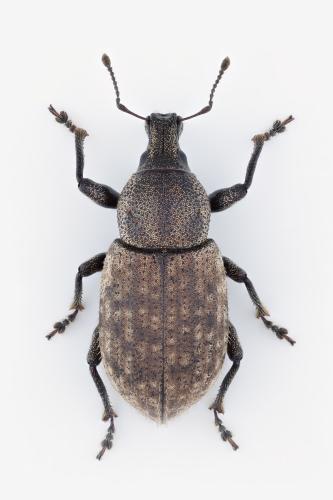 Réf. 344 586 : Barynotus obscurus